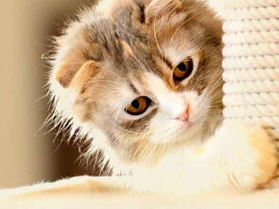 Одомашнивание уменьшило мозг кошек