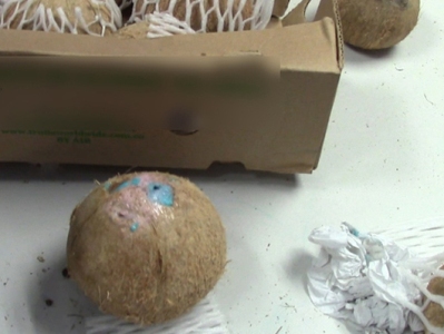 Shipment of 20,000 cocaine-filled coconuts stopped in Colombia