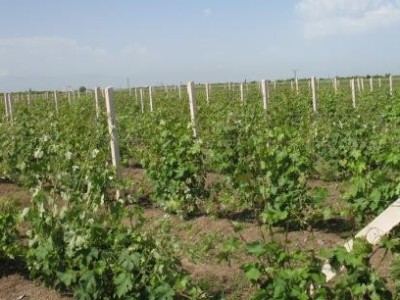 Azerbaijanis force out, at gunpoint, Karabakh farmers cultivating vineyards