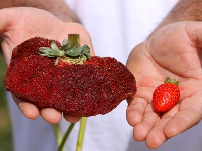 Israeli farmer grows world's largest strawberry