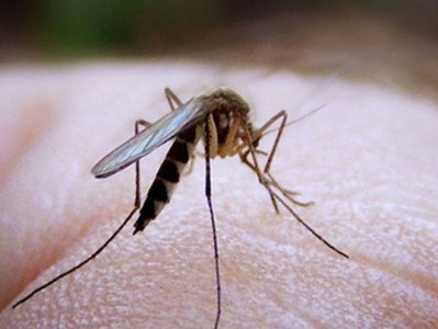 More than 200 cases of dengue fever in Fiji