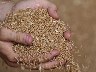 Axios: Rising wheat prices will lead to more suffering