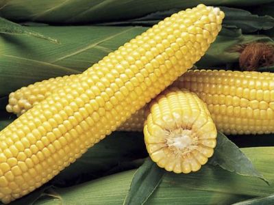 Prices for corn rise to record high amid Ukraine conflict