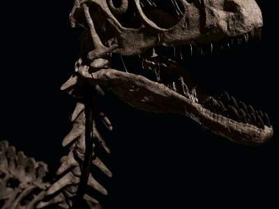 Christie's sells dinosaur fossils for more than 12 million dollars