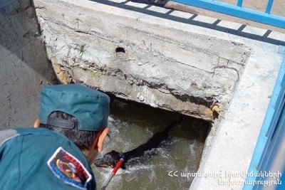 Փրկարարները շանը դուրս են բերել Պռոշյան փողոցով անցնող առվից