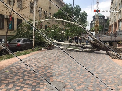 Արտակարգ դեպք՝ Երևանում. հաստաբուն բարդին արմատից պոկվել և տապալվել է՝ վնասելով մի քանի ավտոմեքենաներ