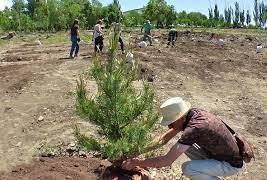 Ծիծեռնակաբերդի բարձունքում 250 ծառ կտնկվի