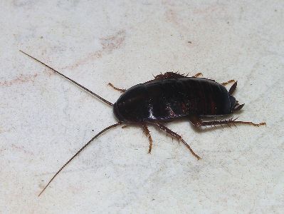Company to pay $2,000 to volunteers to release 100 cockroaches into their home