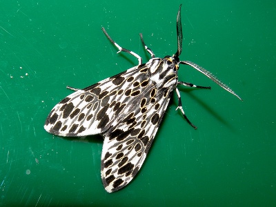 Scientists intend to create unique sound absorbers thanks to wings of moths