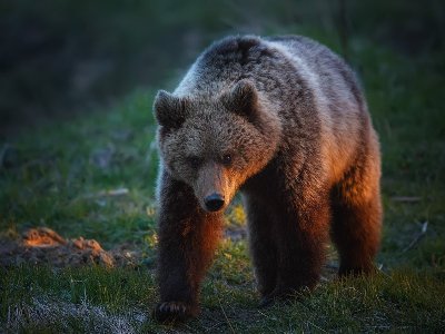 Ամերիկուհին կռվել է իր տուն մտած արջի հետ