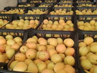 30 տոննա ծիրանով բեռնատարները կանգնել են Լարսի ճանապարհին, բերքահավաքն էլ դադարացրել ենք. արտահանող ընկերության տնօրեն