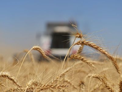 Пять международных организаций призвали к срочным действиям для решения кризиса продовольственной безопасности