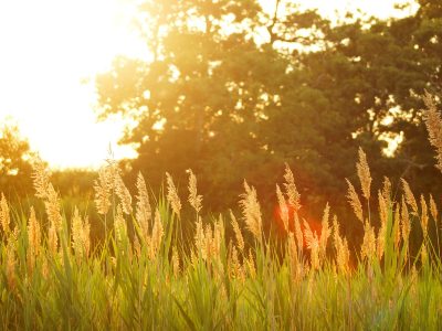 Heat waves around the world are related