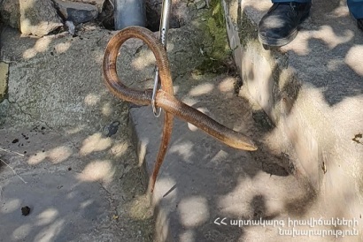 Փրկարարները բռնել են 4 սահնօձ, 2 շահմար, 3 իժ, 1 անհայտ տեսակի օձ և տեղափոխել անվտանգ տարածք