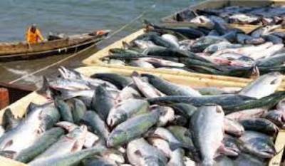 Սևանում սիգի արդյունագործական որսի չափաքանակը ավելացվել է ևս 300 տոննայով