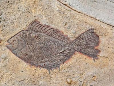 В доисторической рыбе нашли самое старое в мире сердце