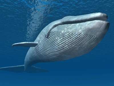 Study: Blue whales eat 10 million particles of microplastics a day