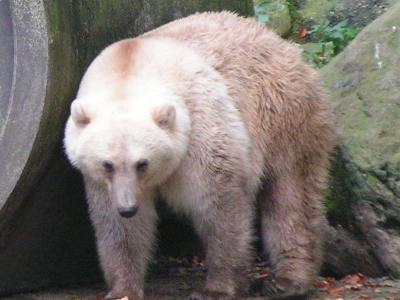 Polar and brown bear hybrids may appear in Yakutia due to climate change