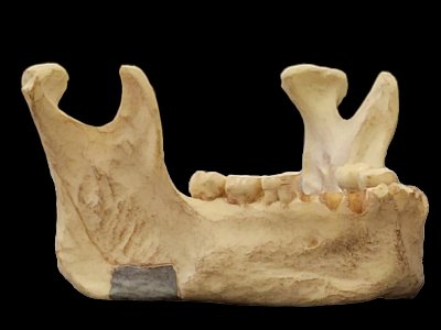 Обнаружено самое древнее свидетельство Homo sapiens в Европе