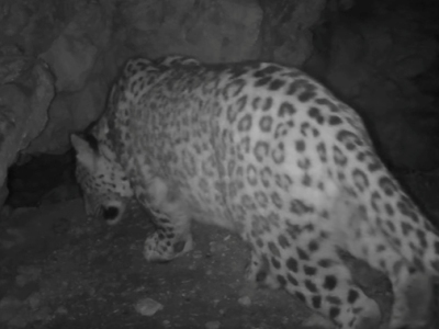 Neo the leopard caught on video again