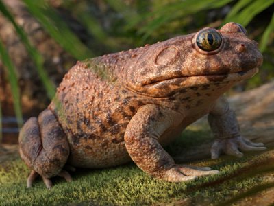 Paleontologists discovers new species of frog that lived at the time of dinosaurs
