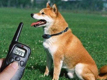 Belgium bans electric collars for dogs