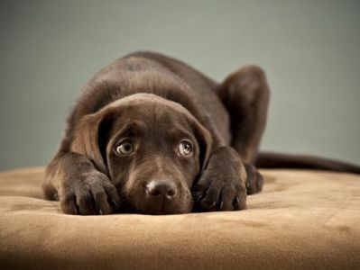 Cynologist lists 10 signs of stress in a dog