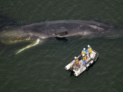 Whale dies after being in river near Osaka, Japan