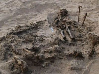 Archaeologists find mysterious burial of a child and 142 dogs in Egypt