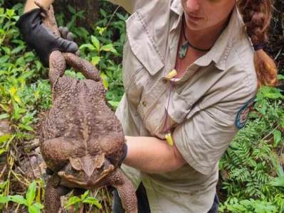 Australian rangers kill invasive cane toad monster