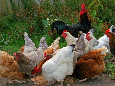 PLOS Genetics: домашние куры могут уничтожить диких собратьев, спариваясь с ними