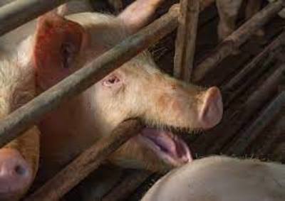 Pig kills butcher at Hong Kong slaughterhouse
