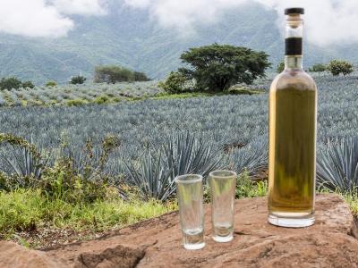 Tequila production in Mexico up by 500% since 1994