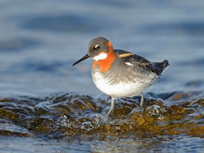 Biologists: Polygamy saves birds from many harmful mutations