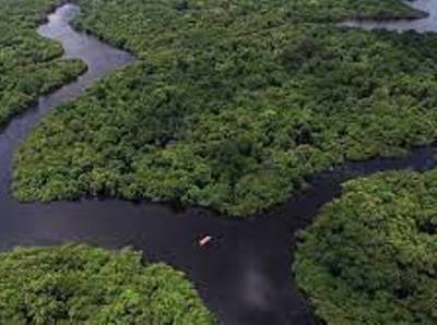 More than a third of Amazon forests are degraded because of humans, researchers say