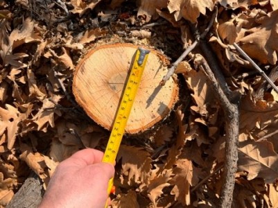 Illegal cutting of 26 oak trees revealed in Armenia