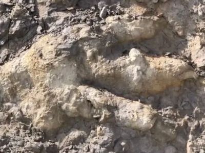 Британка обнаружила на пляже след динозавра возрастом более 160 млн лет