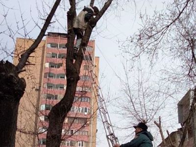 Փրկարարներն օգնության են հասել ծառը բարձրացած երեխային