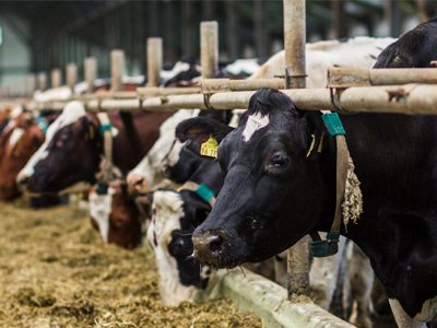 В Турции зафиксирована вирусная болезнь, передающаяся человеку от зараженного животного