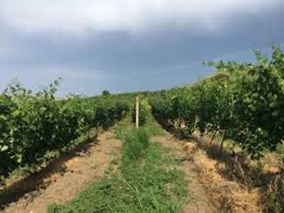 Այգիներում 10-15 բնակիչ էր աշխատում, ու ադրբեջանական կողմը սկսեց անկանոն կրակ բացել. Մաճկալաշենի գյուղապետ