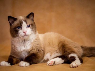 В Тюмени умер 26-летний сиамский кот Дашун, признанный самым старым в России