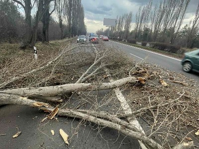 Երևան-Սևան Մ-4 ճանապարհին ծառը տապալվել է՝ վնասելով երկու մարդատար ավտոմեքենա