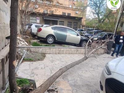 Երեւանում քամու հետեւանքով ծառերն ընկել ու վնասել են մեքենաները