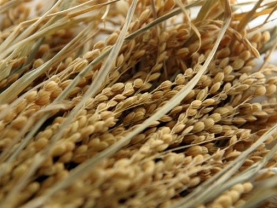 Viterra намерена прекратить экспорт зерна из России