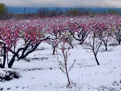 Ապրիլի 1-ի լույս 2-ի գիշերը օդում՝ 0 -3 աստիճան, հողի մակերևույթին՝ -3 -4 աստիճան