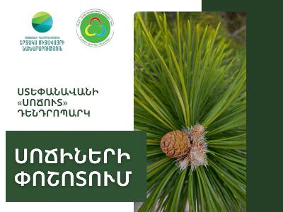 Ստեփանավանի «Սոճուտ» դենդրոպարկում սոճիների փոշոտման շրջանն է