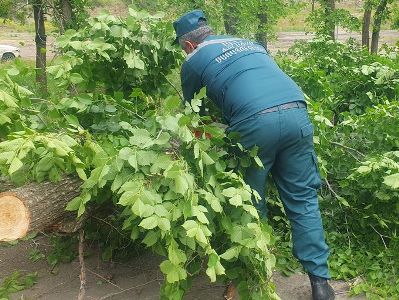 Փրկարարները ծառը մասնատել և հեռացրել են ճանապարհի երթևեկելի հատվածից
