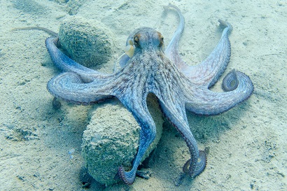 Spanish activists protest octopus farm plan