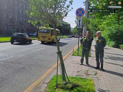 Լուսադեմին մեքենան վնասել է Սայաթ-Նովա պողոտայի նորատունկ սոսի գնդաձև ծառը