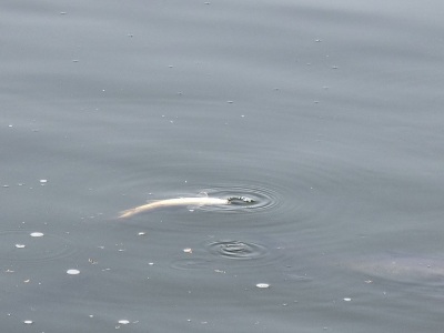 Yerevan Vardavar Lake covered with thin layer, there are dead fish, report says